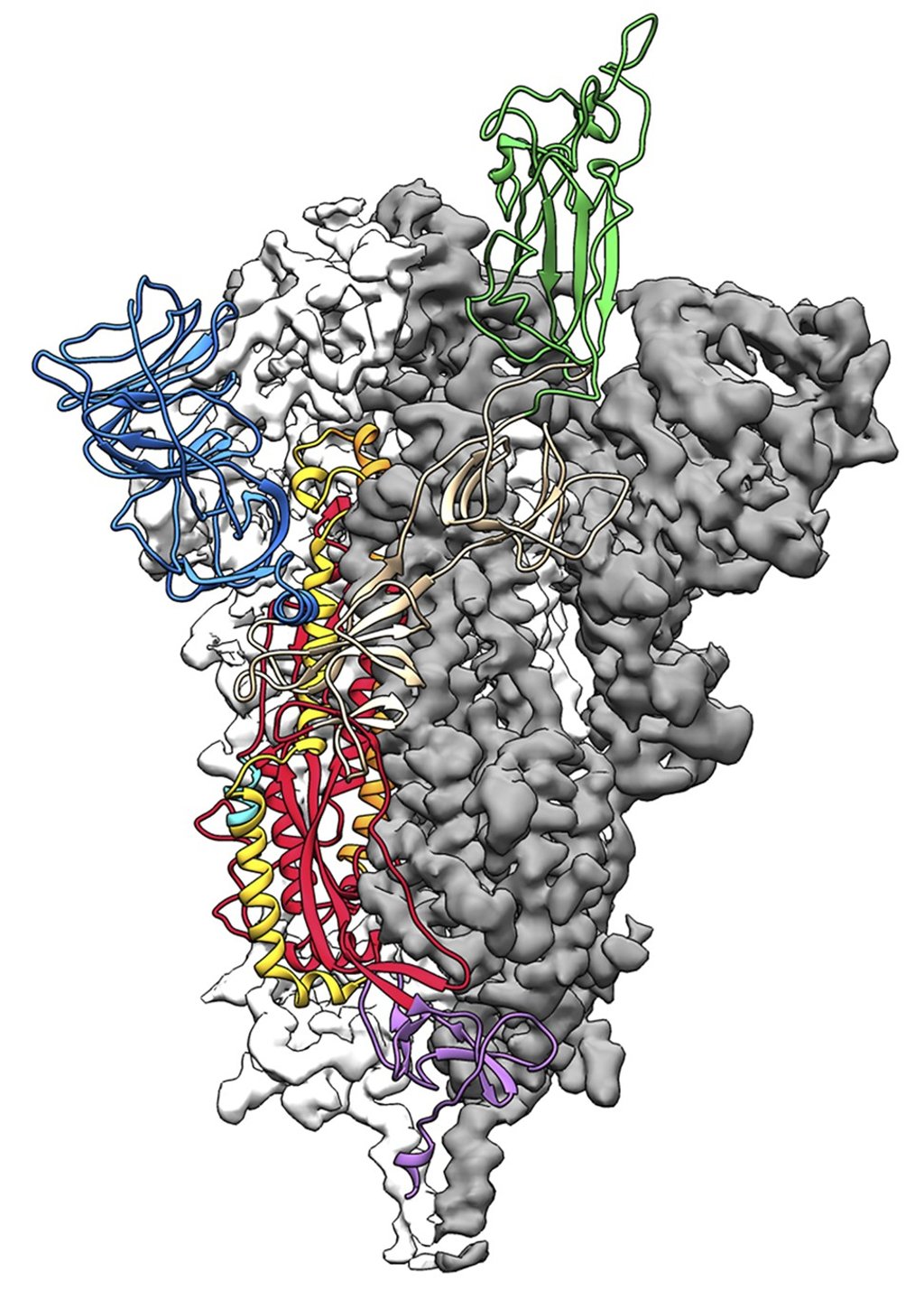 The 3D atomic scale map, or molecular structure, of the 2019-nCoV spike protein. Photo: Handout via AFP The 3D atomic scale map, or molecular structure, of the 2019-nCoV spike protein. Photo: Handout via AFP