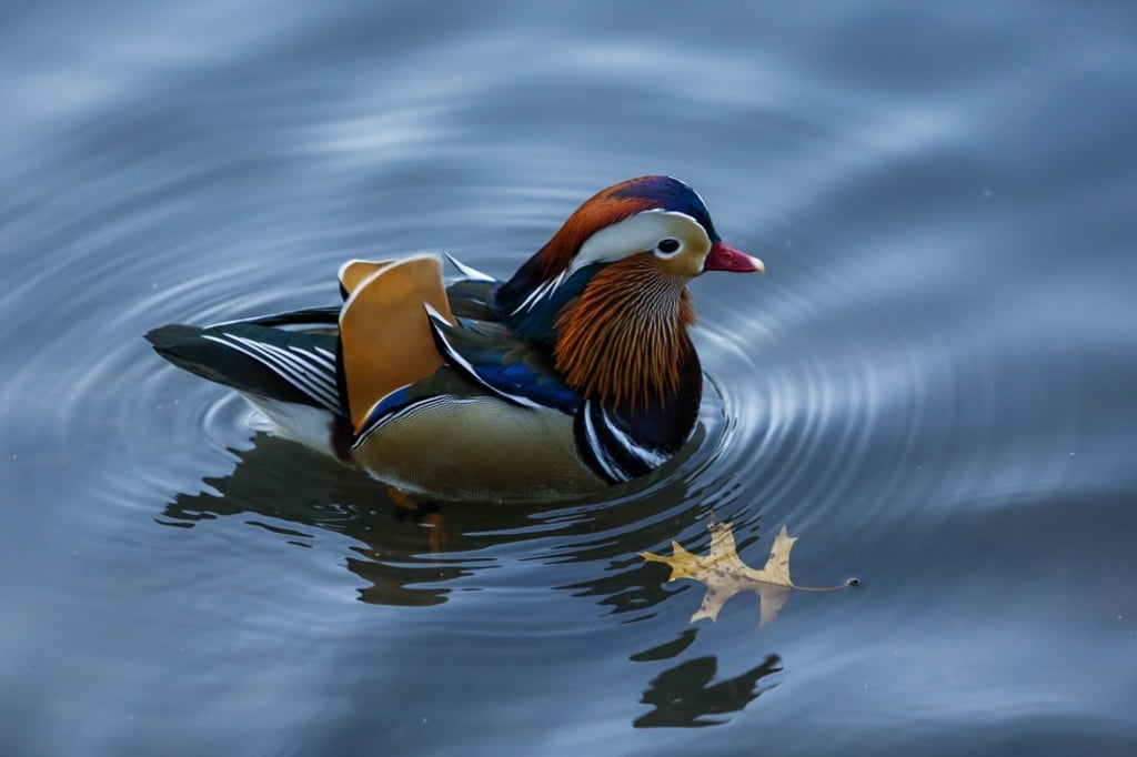A magnificent mandarin duck lends some much-needed colour to New York's Central Park in November 2018. Photo: Getty Images/AFP