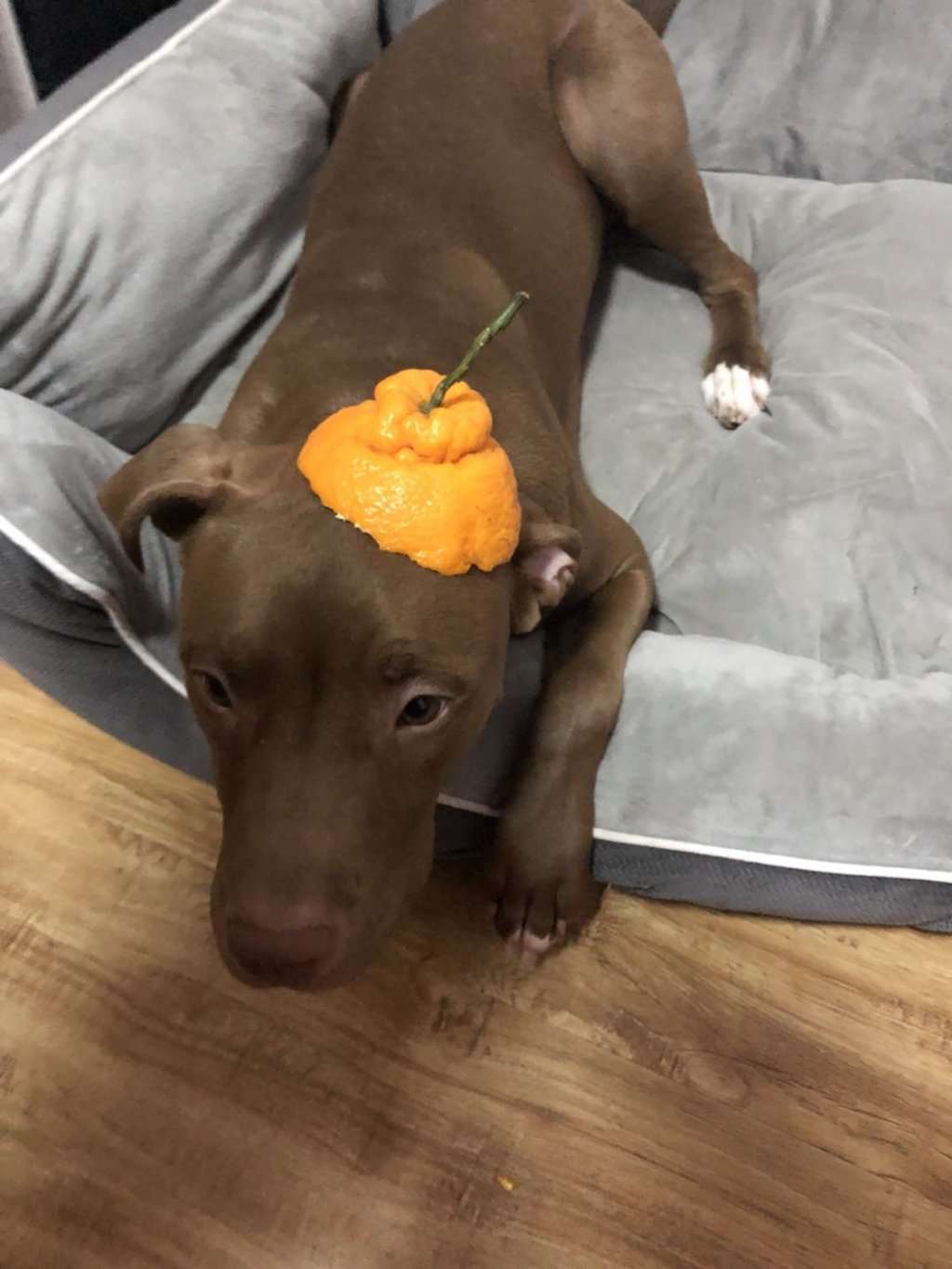 Yan Xiaonan’s dog Tete at her home in Beijing. Yan Xiaonan’s dog Tete at her home in Beijing.