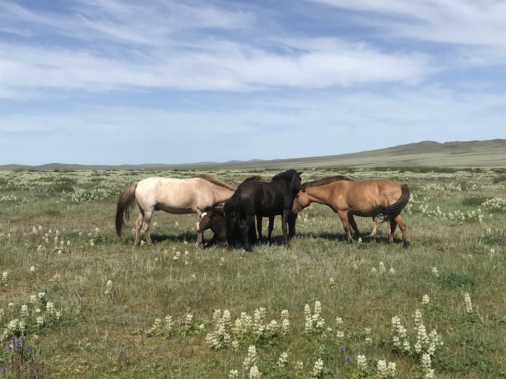 The vast and breathtaking Mongolian wilderness can prove the setting for a truly one-of-a-kind meal. The vast and breathtaking Mongolian wilderness can prove the setting for a truly one-of-a-kind meal.
