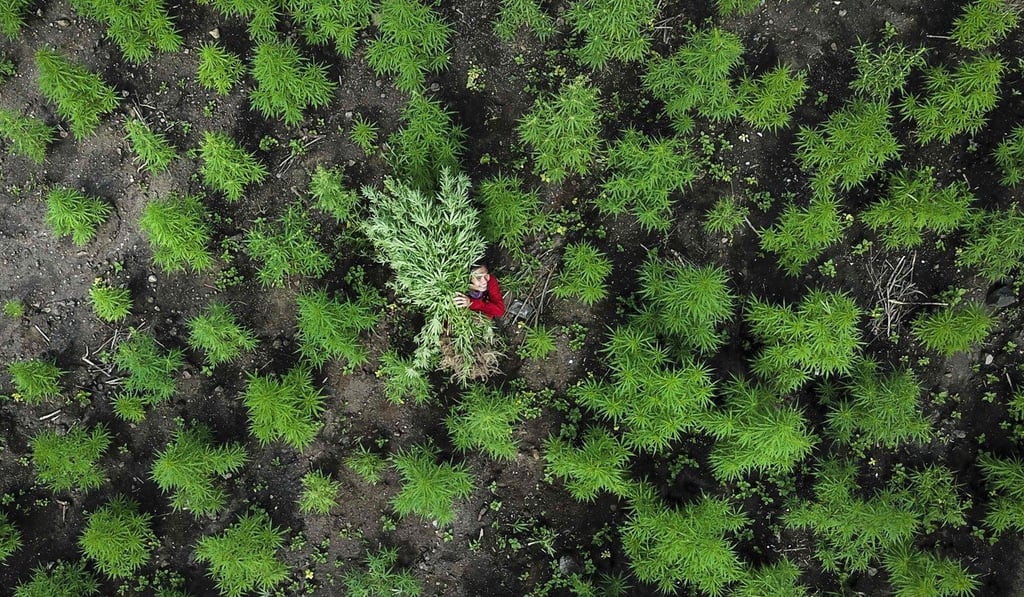 A man carries marijuana plants during a police raid on 10 hectares of marijuana plantation in Montasik, Aceh province. Photo: AFP