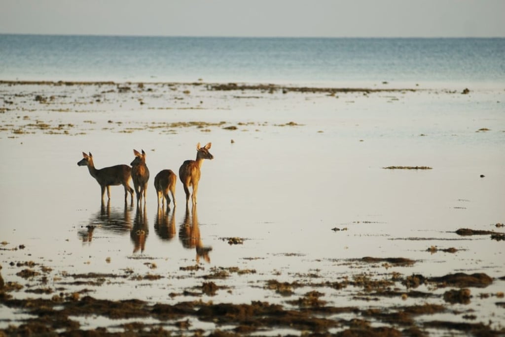 Sambar deer enjoying the peace of dawn on a beach in West Bali National Park. Photo: Mark Eveleigh Sambar deer enjoying the peace of dawn on a beach in West Bali National Park. Photo: Mark Eveleigh
