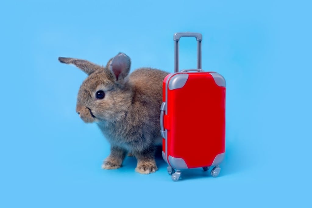 Many airports now cater to your four-legged friends. Photo: Getty Images
