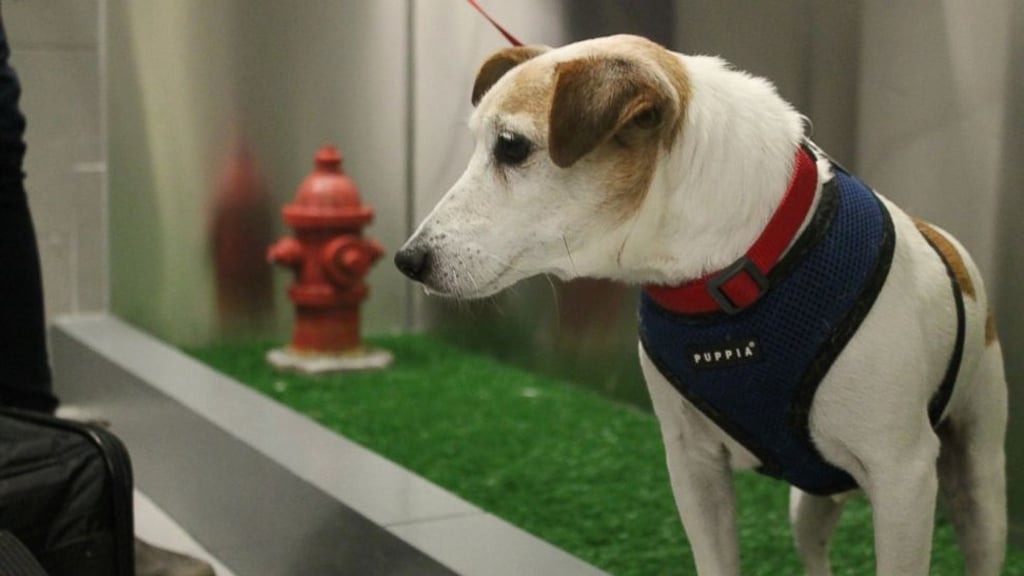 John John visits the new pet relief area at New York's JFK airport before he and his owner Taylor Robbins head home on a flight to Atlanta, April 26, 2016. Photo: William Mathis/AP Photo