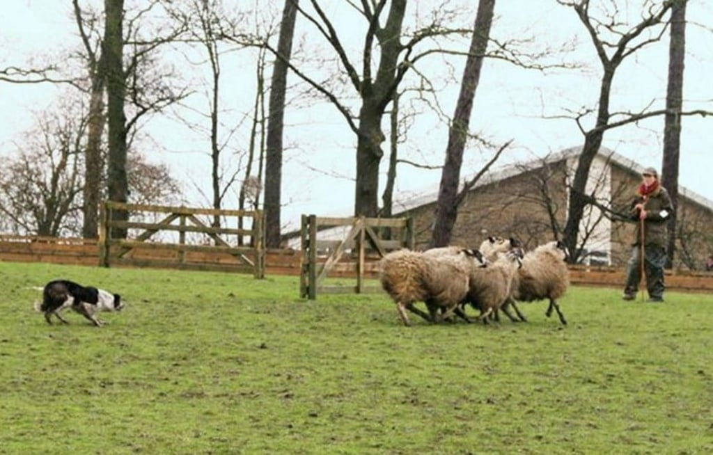 Megan the sheepdog was sold to a farmer in Oklahoma. Photo: Luxurylaunches