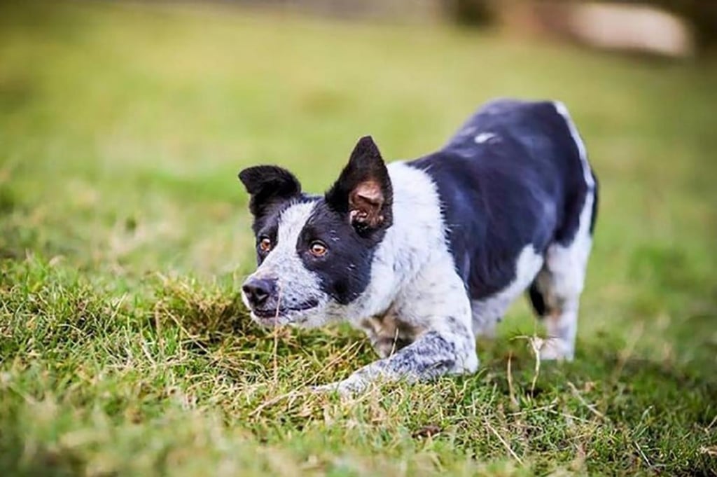 Megan the border collie is the world’s most expensive sheepdog. Photo: Luxurylaunches