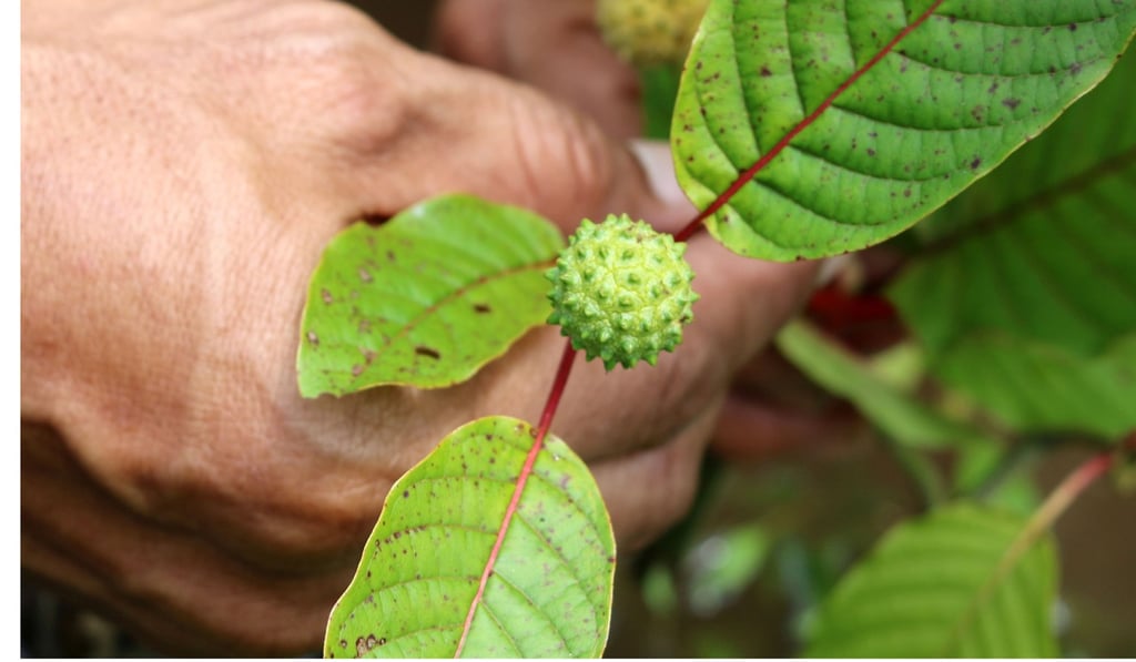 An Indonesian kratom grower shows the bud of a kratom plant at a farm in Pontianak, West Kalimantan. Producers are cashing in on surging demand for the controversial herbal substance. Photo: AFP