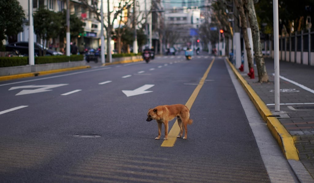 Many dogs were left to fend for themselves after scores of Chinese cities were locked down in the fight against the coronavirus. Photo: Reuters Many dogs were left to fend for themselves after scores of Chinese cities were locked down in the fight against the coronavirus. Photo: Reuters