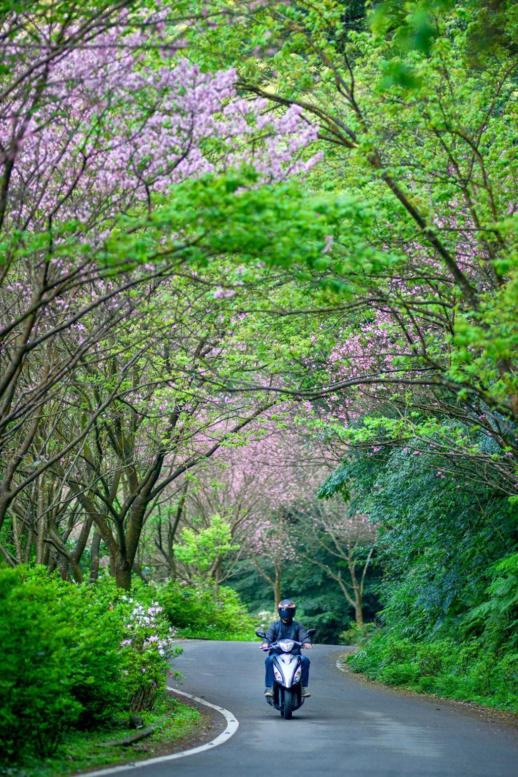 On the cherry blossom trail in Taiwan. Photo: Chris Stowers/Panos