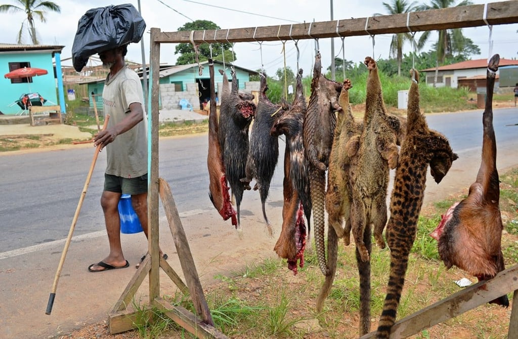 Bush meat, including pangolins, bush rats and tiger cats, for sale on the roadside in Equatorial Guinea. Photo: AFP