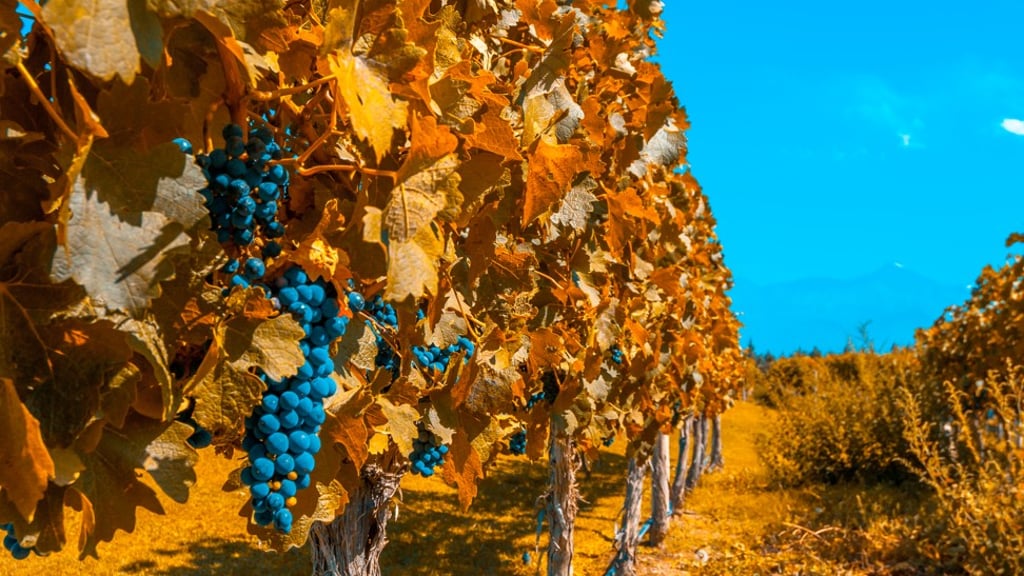 Vineyards at Mendoza in Argentina, a country which has gained recognition for great wines.