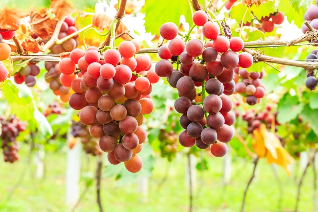 Grapes grown at a higher altitude differ in taste.