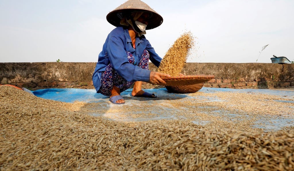 A farmer harvests rice by a paddy field outside Hanoi, Vietnam. Photo: Reuters