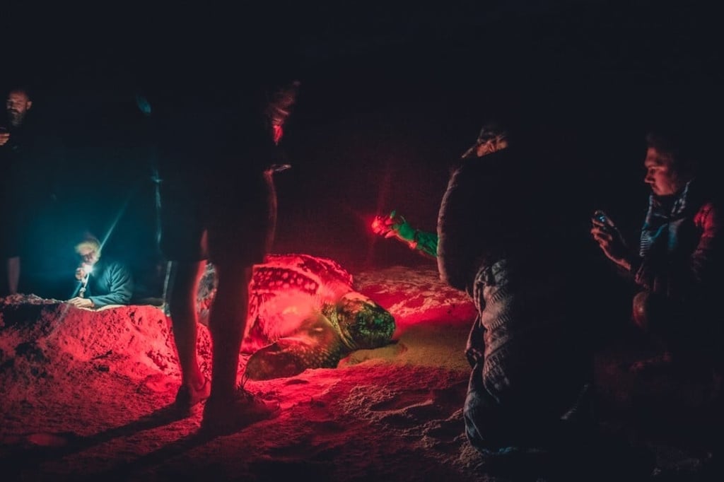 The leatherback preparing her nest. Photo: Melanie van Zyl