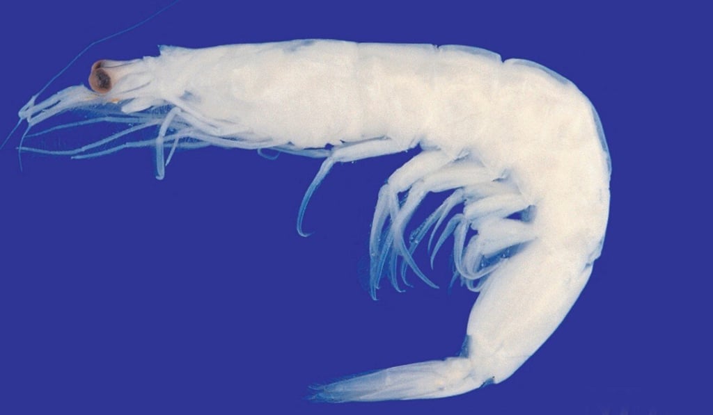 Big shoals of acetes found their way into the nuclear plant’s pumping stations. Photo: Handout