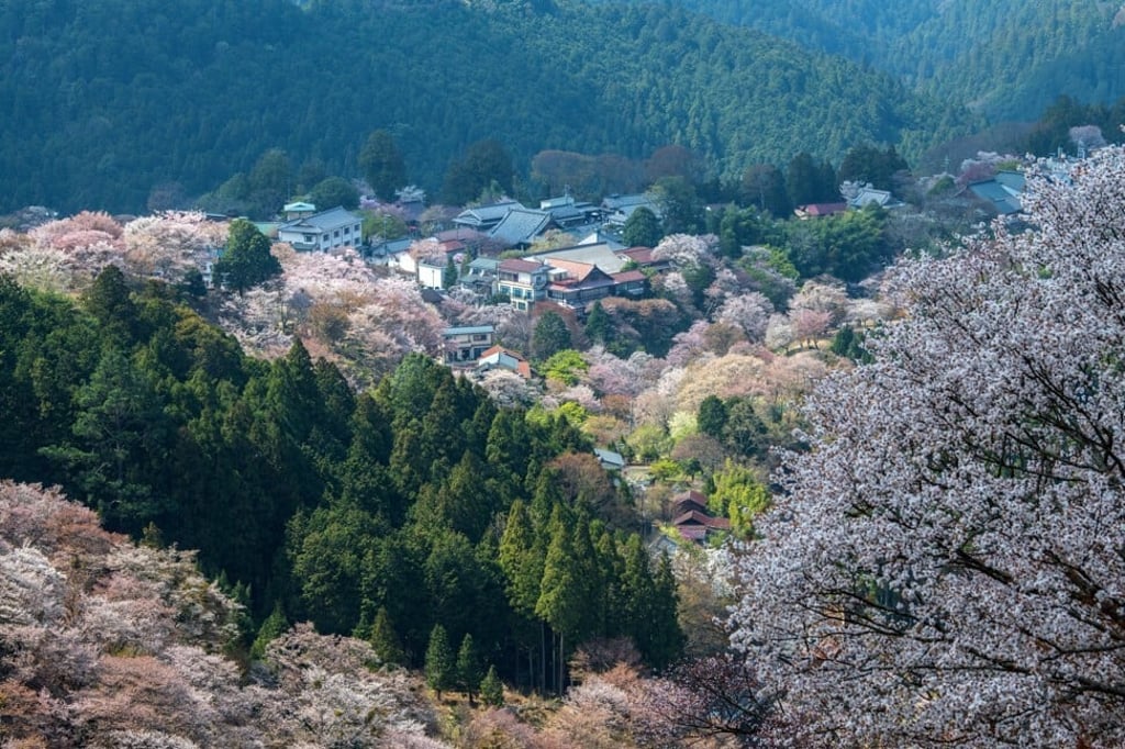 Cherry blossom blooms on hillsides near Mount Yoshino in Yoshino, Japan. The town of Yoshino in Nara Prefecture has become famous throughout Japan for the thousands of cherry trees that blossom there in the spring. Photo: Getty Images