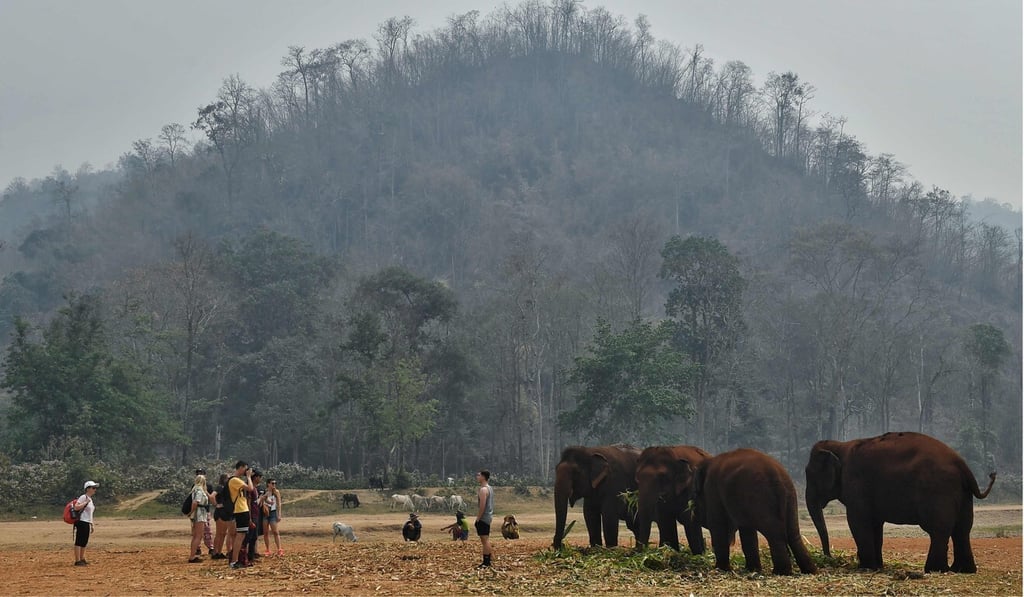 Tourists look at elephants at a park in the northern Thai province of Chiang Mai. Photo: AFP Tourists look at elephants at a park in the northern Thai province of Chiang Mai. Photo: AFP