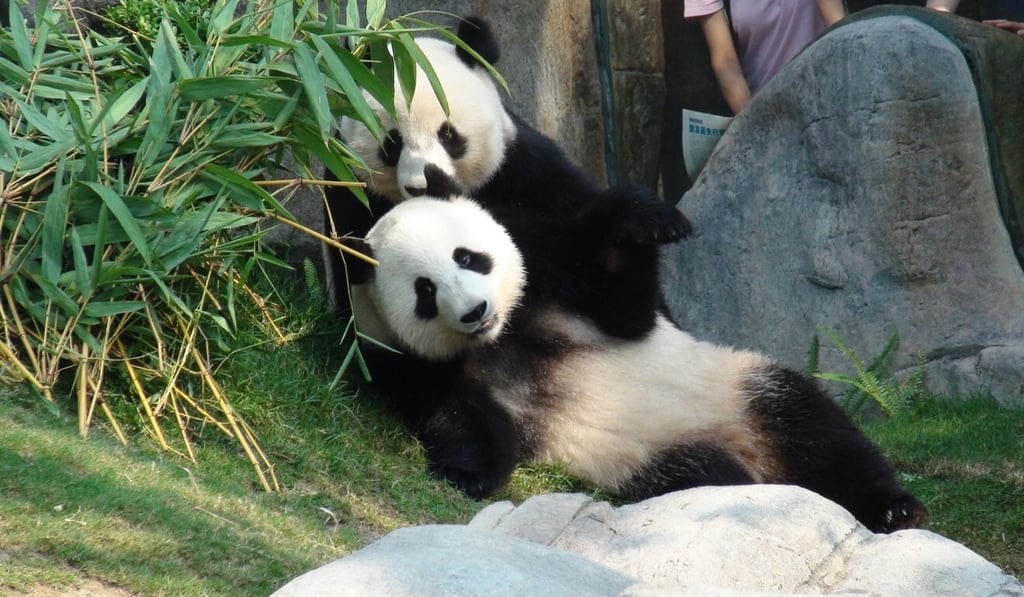 Ying Ying and Le Le arrived in Hong Kong in 2007. Photo: Ocean Park