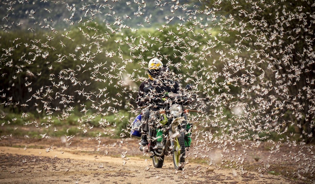 A motorcyclist rides through a swarm of desert locusts in Kipsing, near Oldonyiro, in Isiolo county, Kenya. Photo: FAO via AP