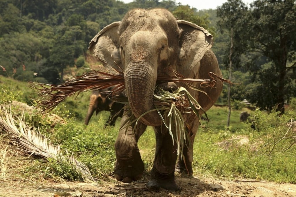Rescue elephants roam the 30-acre grounds at Treetops Elephant Reserve in Phuket, Thailand.