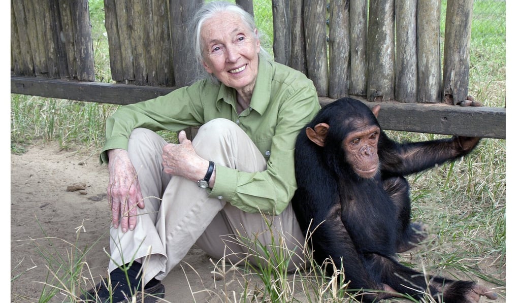 Jane Goodall with an orphan at a chimpanzee rehabilitation centre. Photo: The Jane Goodall Institute