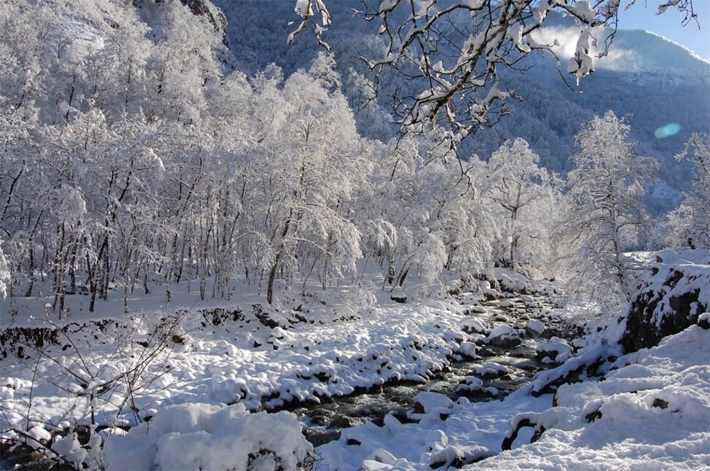 The Hyrcanian Forest. Photo: Farzin Malaki