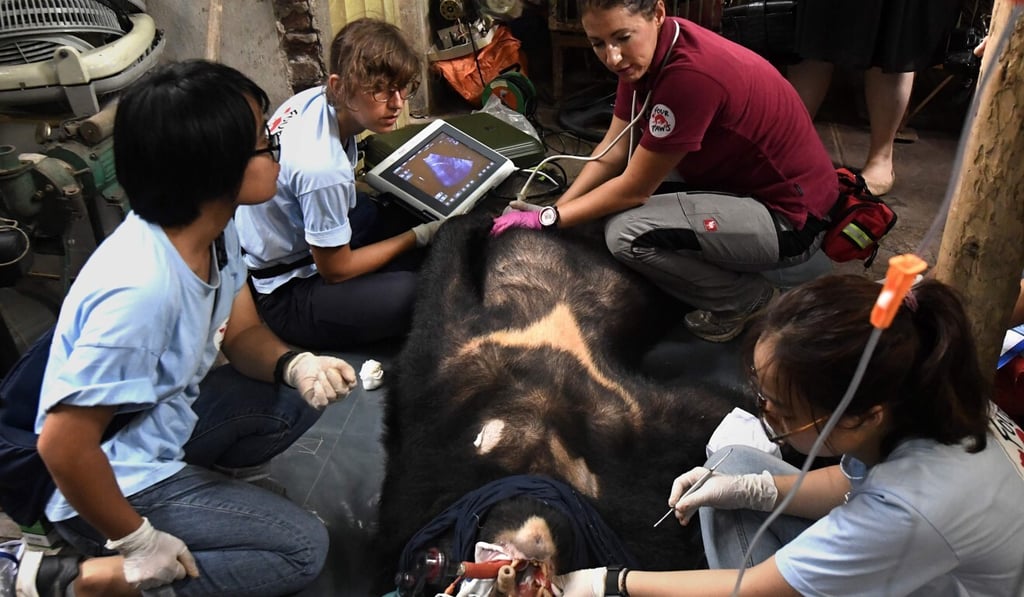 Veterinarians from Four Paws inspect a sedated bear during a rescue operation in 2018 from a facility where bile is extracted in Thai Nguyen province. Photo: AFP
