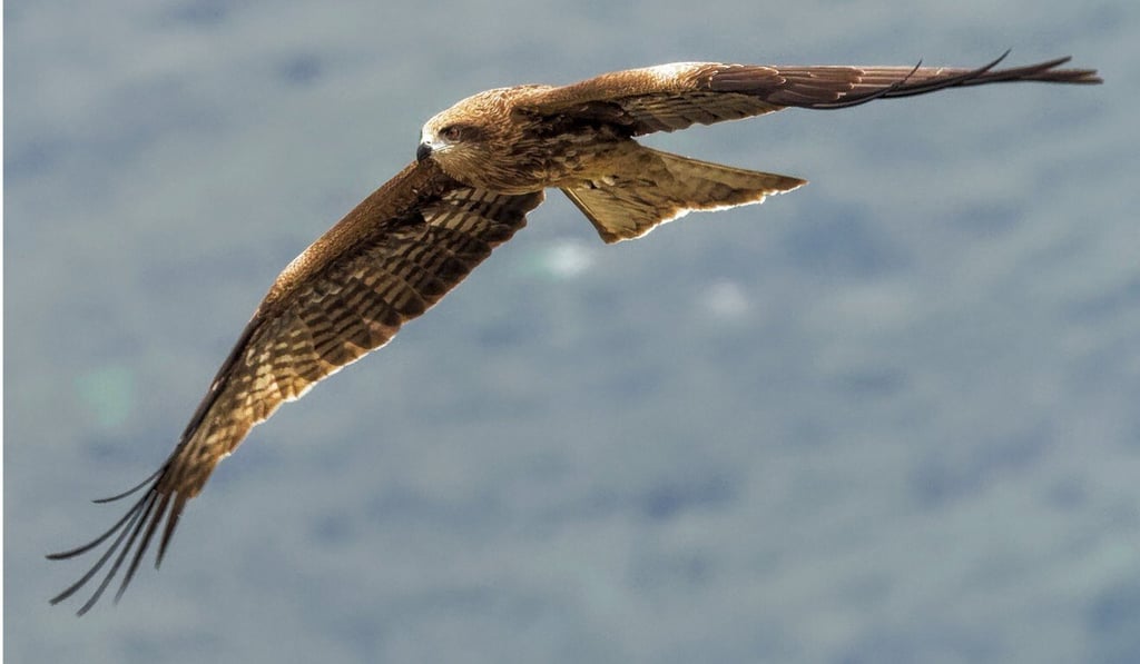 Black kites are the most common birds of prey in Hong Kong and easily spotted with their 1.5-metre wingspans. Photo: Martin Williams