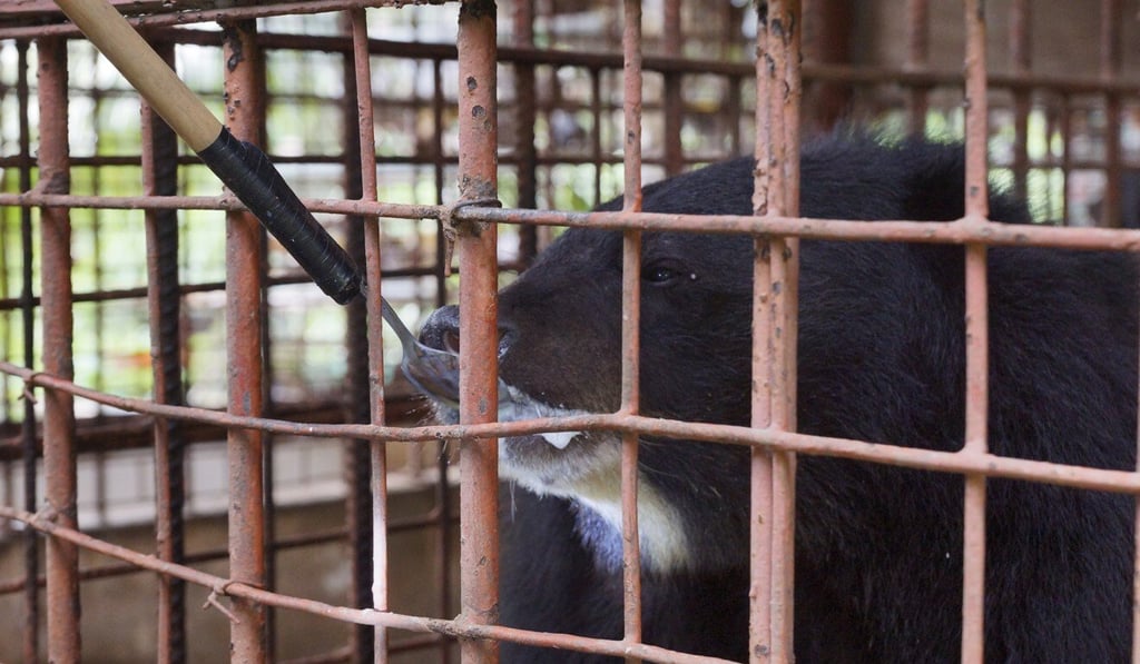 A bear is fed through the cage it had been imprisoned in for 21 years at a farm in Vietnam. Photo: Handout