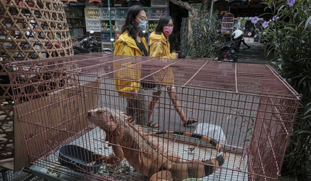 An iguana for sale at the Satria Animal Market in Denpasar, Bali. Photo: Agoes Rudianto