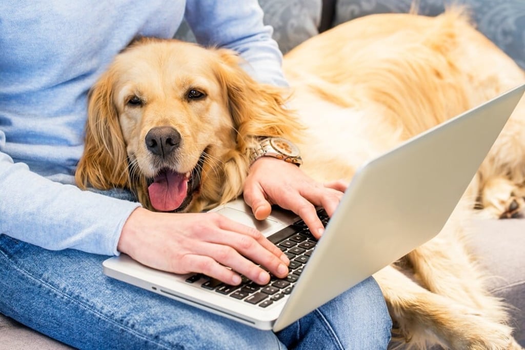 Pets can give their owners emotional comfort as well as entertainment and comic relief. Photo: Shutterstock
