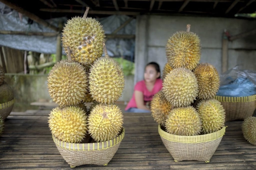 The durian fruit is famous for its distinctive smell and its spiky coating. Photo: Corbis via Getty Images The durian fruit is famous for its distinctive smell and its spiky coating. Photo: Corbis via Getty Images