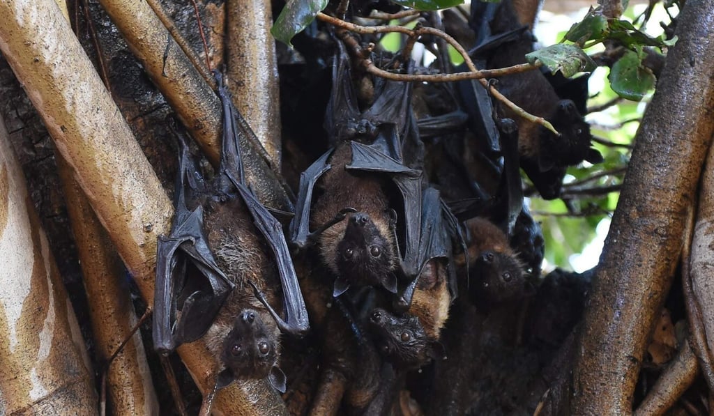 Bats are believed to have been the original carriers of Nipah virus, which killed 105 people in 1998-99. Photo: AFP