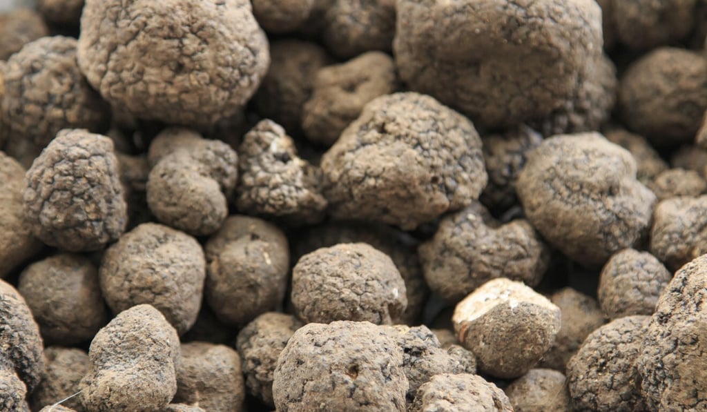 WP at Home offers luxury food products, including truffles (above), saffron, wagyu beef and packages such as whisky and caviar. Photo: Getty Images