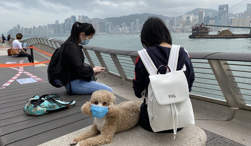 A dog owner takes precautions with her pet while sitting along the Tsim Sha Tsui waterfront promenade earlier this month. Photo: Robert Ng