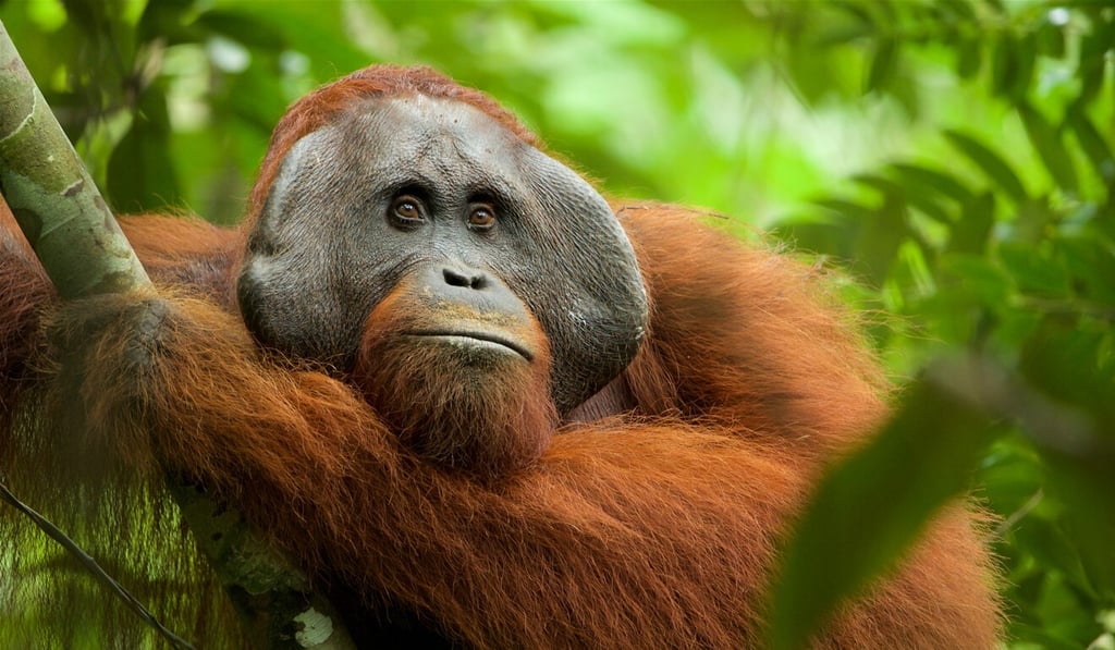 A Bornean orangutan in Gunung Palung National Park, Indonesia, shot by a New Big 5 supporter. Photo: Tim Laman