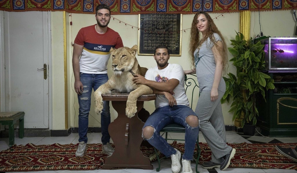 Siblings and lion tamers Bushra el-Helw (right), Ashraf el-Helw (centre) and Youssef el-Helw pose for a photograph with five-year-old female African lion Joumana in their flat in Cairo on Tuesday. Photo: AP