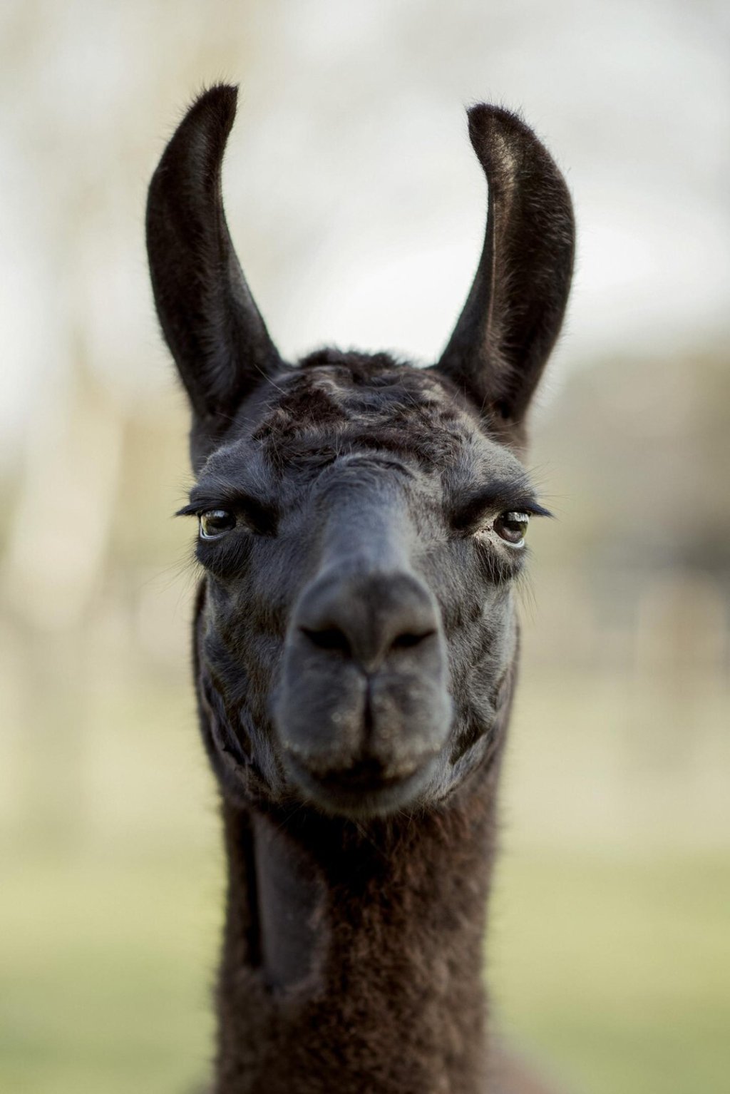 Winter the llama produced antibodies that proved effective against the Sars-CoV-2 virus. Photo: Tim Coppens