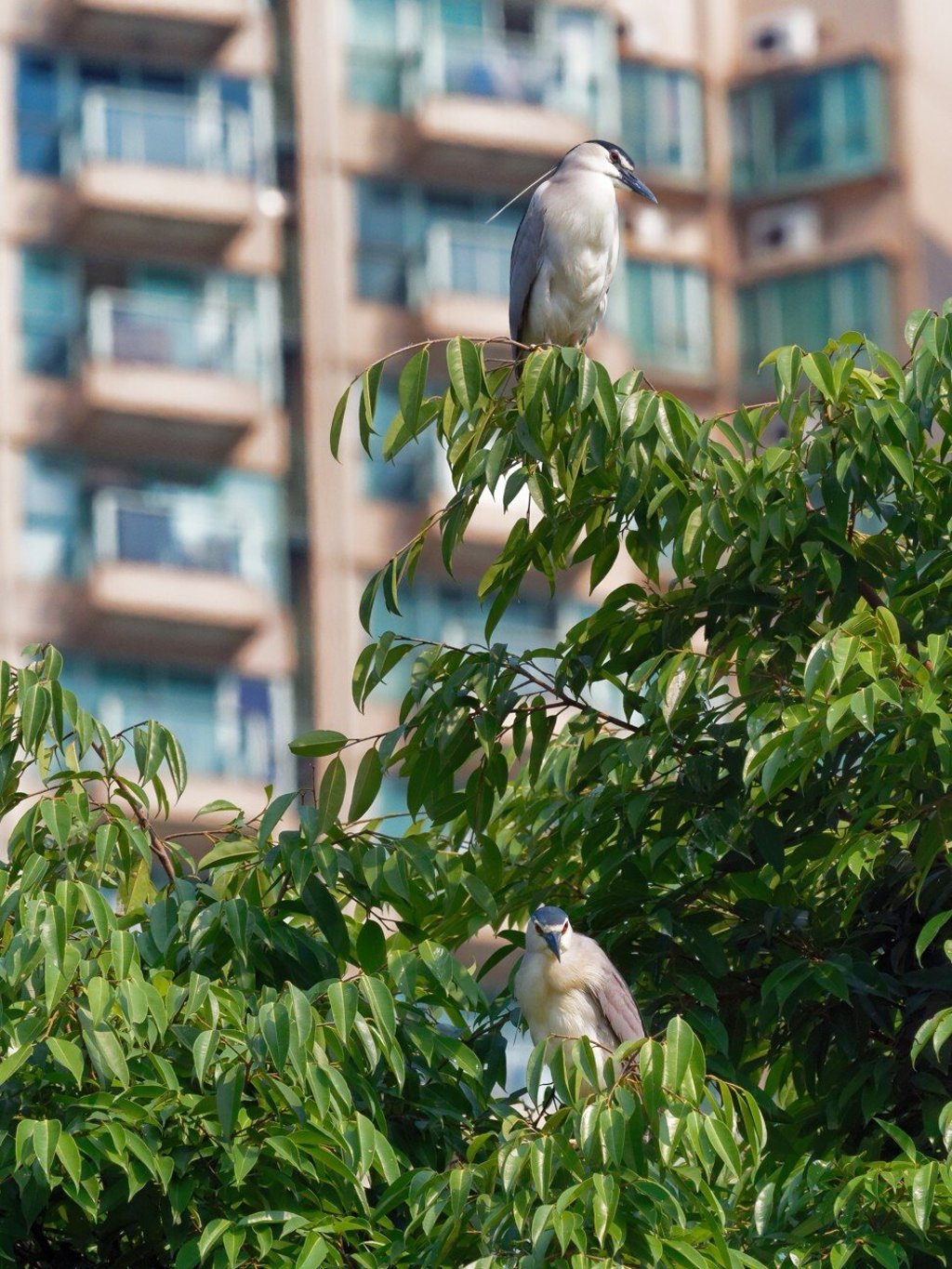 Wild black-crowned night herons in Kowloon Park, Hong Kong. Photo: Martin Williams