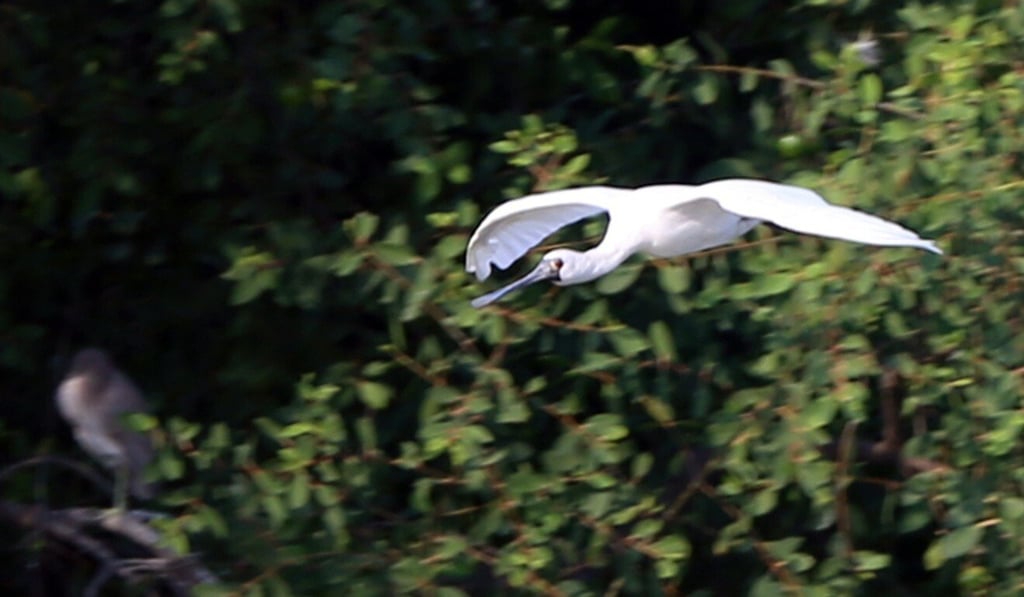 A black-faced spoonbill at the Hong Kong Wetland Park in Yuen Long, in November 2015. Photo: K.Y. Cheng