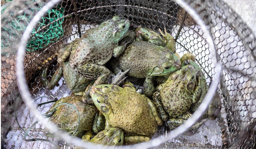 Live frogs on display at a market in Guangzhou, China. Photo: EPA-EFE