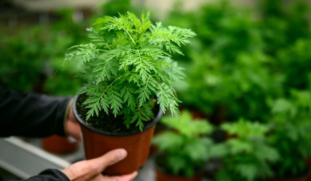 The so-called remedy for Covid-19 is derived from sweet wormwood, which is used to treat malaria. Photo: AFP The so-called remedy for Covid-19 is derived from sweet wormwood, which is used to treat malaria. Photo: AFP