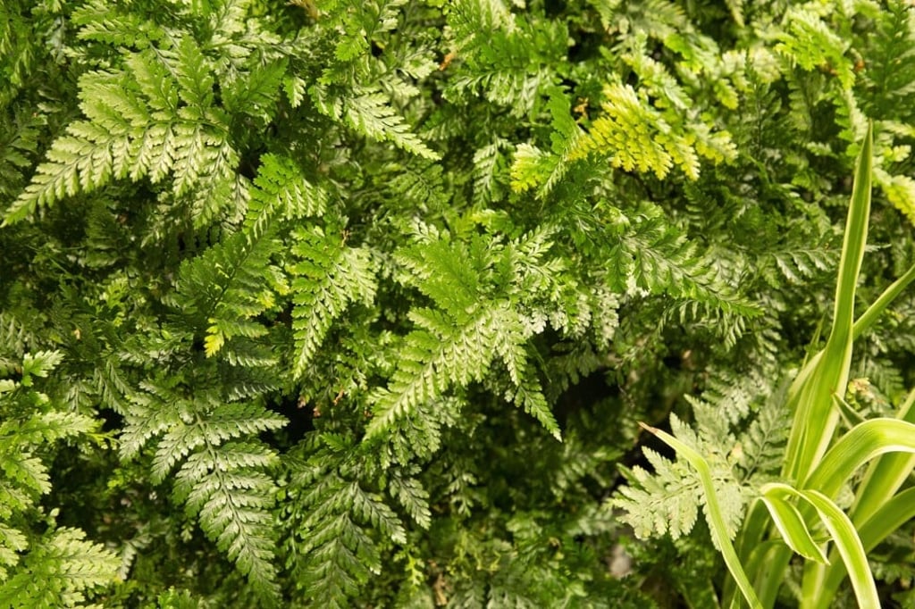 Up to 22 different varieties of plants can be used in Bravolinear Tech’s Greenwall, which features a watering system and a soil filter to help clear indoor air pollutants. Photo: Frank Chan