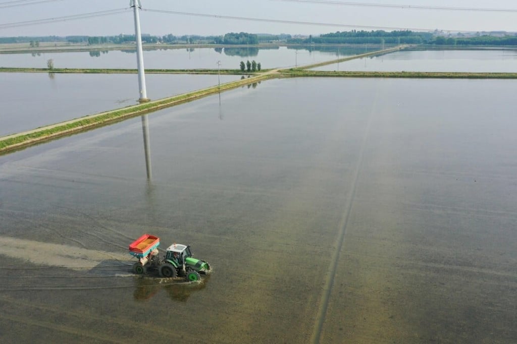 A tractor sows rice in a water-submerged plantation near Robbio, Lombardy. Photo: AFP