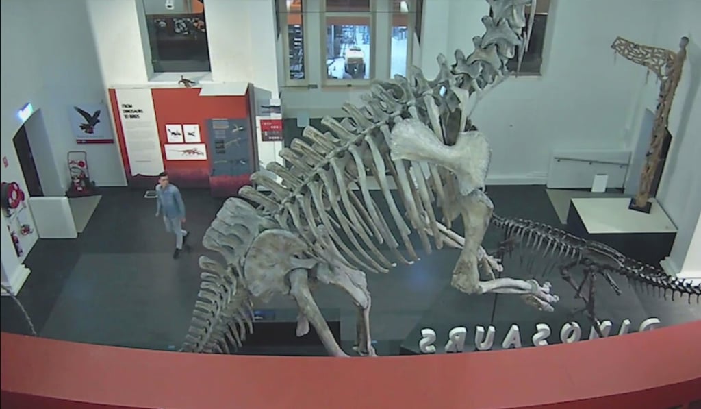 An unidentified man wanders around The Australian Museum. Photo: Facebook
