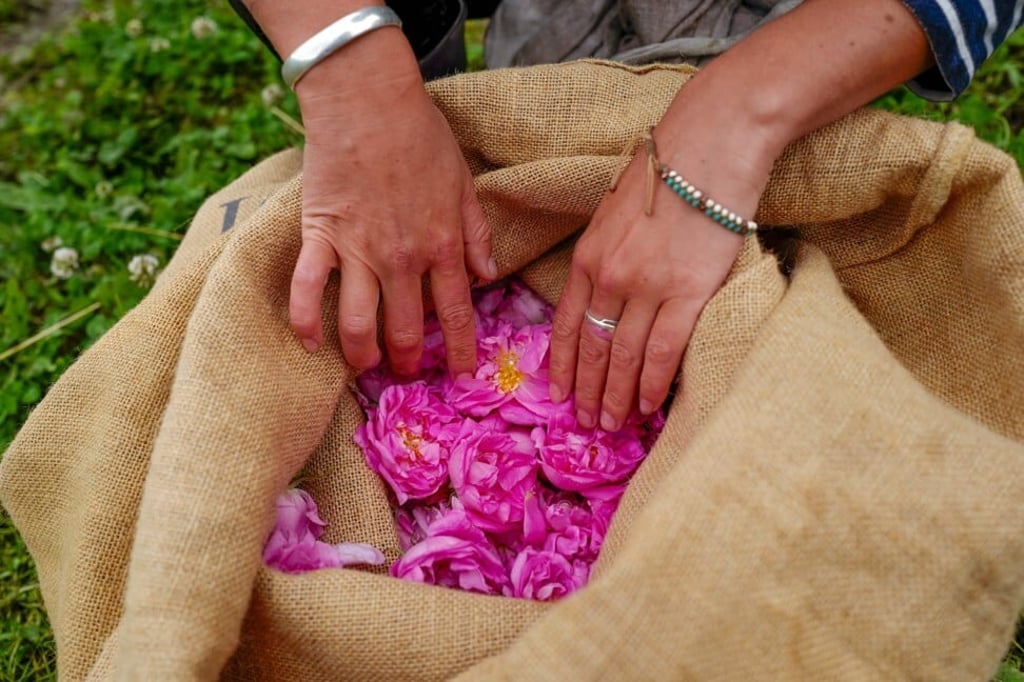 A bag of centifolia roses. To keep their freshness and fragrance, the flowers are plucked each day, usually in the morning. Photo: Valery Hache/AFP A bag of centifolia roses. To keep their freshness and fragrance, the flowers are plucked each day, usually in the morning. Photo: Valery Hache/AFP