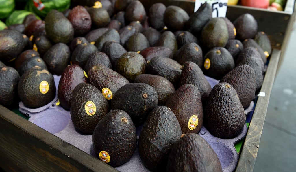 California Hass avocados (pictured), blueberries and barley are among the US products approved by China for import. Photo: AFP California Hass avocados (pictured), blueberries and barley are among the US products approved by China for import. Photo: AFP