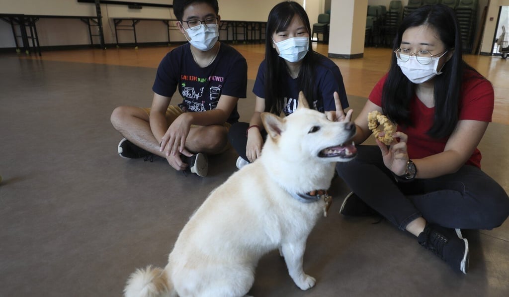 HKUST students (from left) Tommy Kwok, Candy Tang and Tammy Ng play with Gohan on the university campus in Clear Water Bay. Photo: Xiaomei Chen HKUST students (from left) Tommy Kwok, Candy Tang and Tammy Ng play with Gohan on the university campus in Clear Water Bay. Photo: Xiaomei Chen