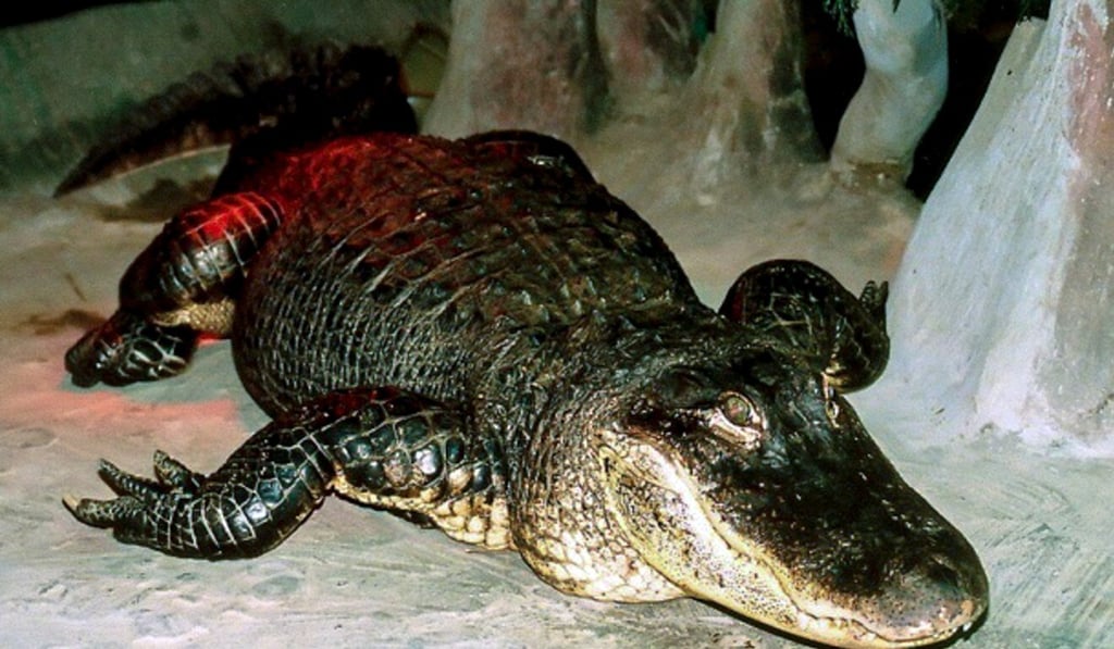 The Mississippi alligator “Saturn” in Moscow Zoo. Photo: AFP