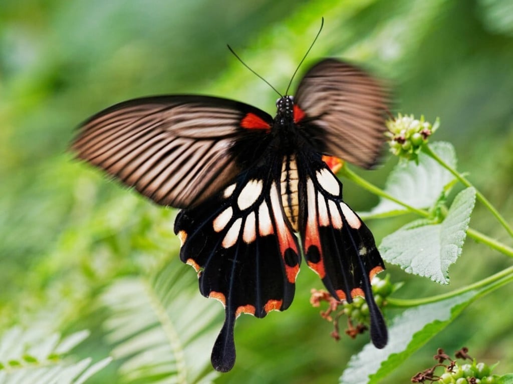An impressive looking great Mormon butterfly in Cheung Chau. Photo: Martin Williams